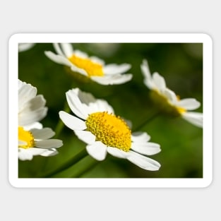 Daisies Sticker